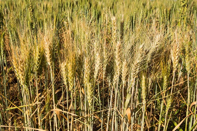 Grain heads in ripening wheat crop in Masurdi Khadin-A Nature-Based Solution for Water for Agriculture in Thar Desert, Jaisalmer district, Rajasthan